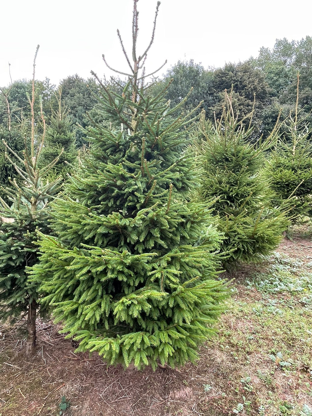 Norway Spruce Christmas trees in the field at Spondon Wood Farm