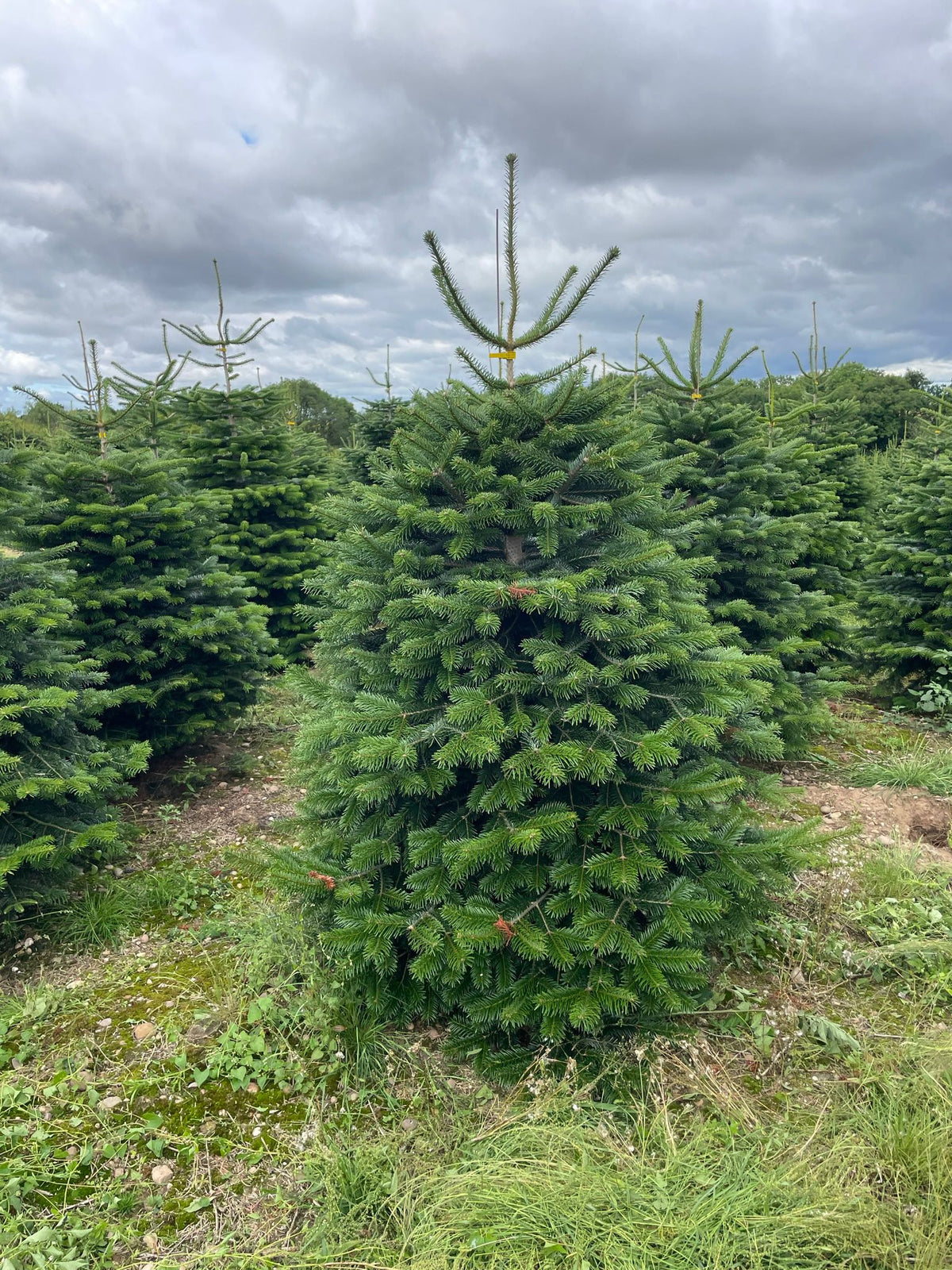Nordman Fir Christmas tree growing at Mr Christmas Tree farm, Ockbrook, Derby