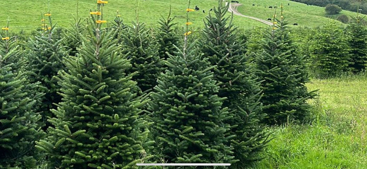 Rows of Fraser Fir Christmas trees at Spondon Wood Farm, Derby