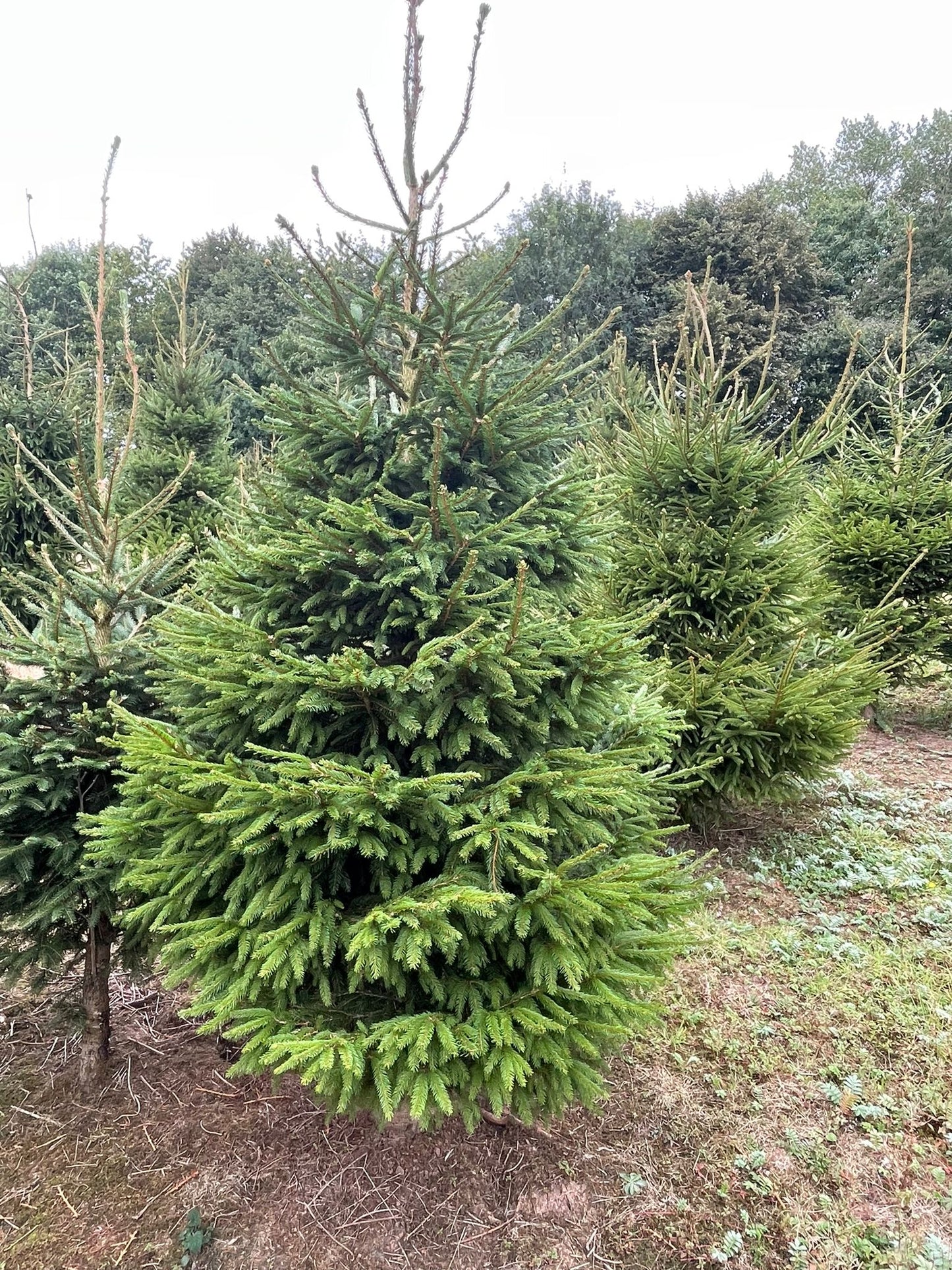 Norway Spruce Christmas Tree (Outdoor Use)