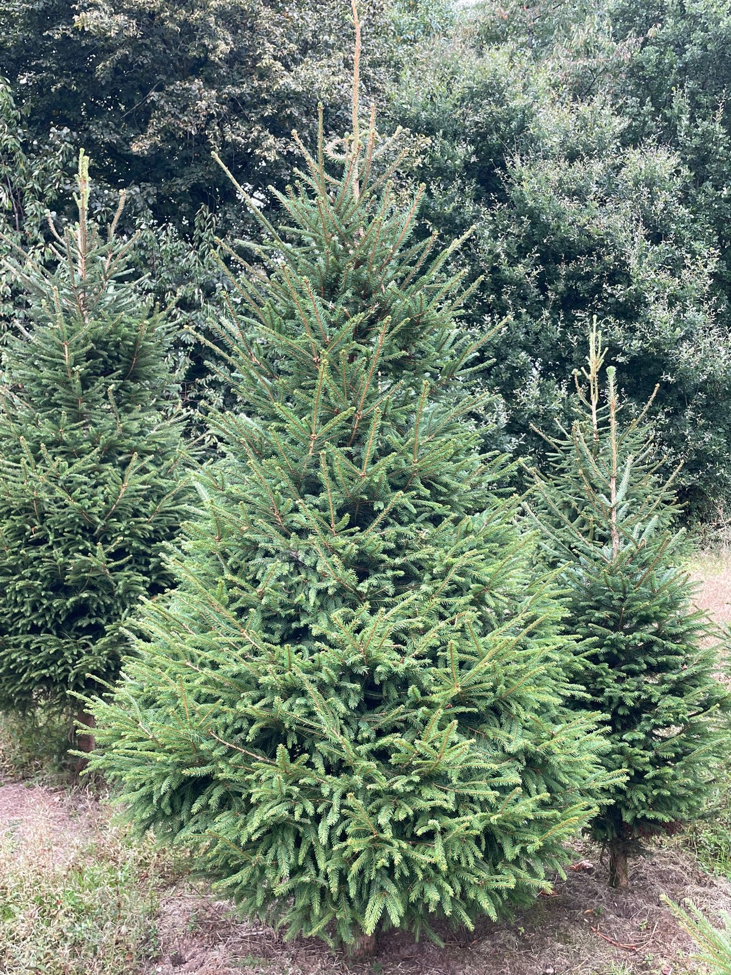 Norway Spruce Christmas Tree (Outdoor Use)