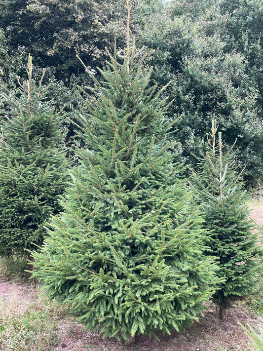 Norway Spruce Christmas Tree (Outdoor Use)