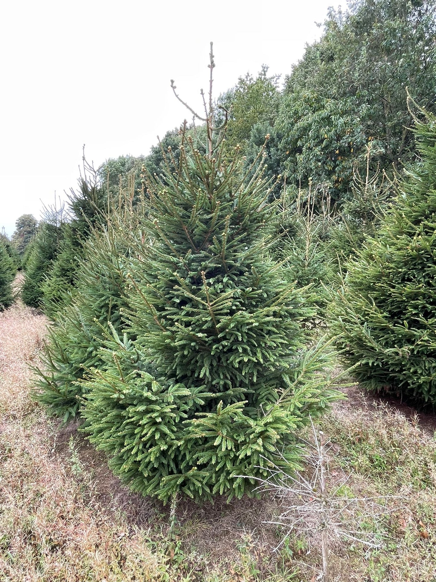 Norway Spruce Christmas Tree (Outdoor Use)